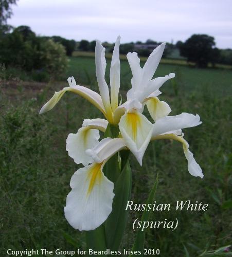 Russian White 